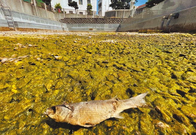 台东市涌泉运动公园的小池完全乾涸，只剩来不及逃走的鱼晒成乾。（庄哲权摄）