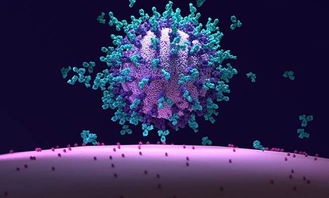 中和抗體會與病毒的棘突蛋白結合，使病毒無法再與人體細胞ACE2受體結合，因此理論上，它的表現與保護力相關。(圖片來源／shutterstock）