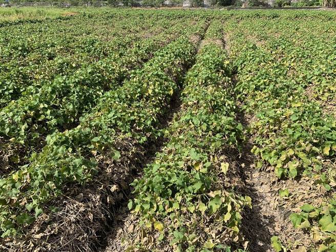 夏季天气炎热，降雨变少，影响龙鬚菜的生长，其价格随着产量下降飙涨。（花莲农改场提供／罗亦晽花莲传真）