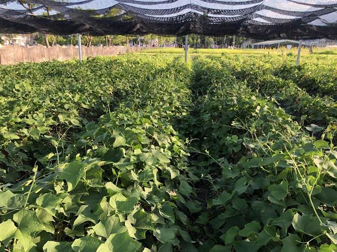 花莲农改场除建议农友可搭设俗称黑网的遮阴网，避免强光直接照射龙鬚菜嫩芽，以利生长。不过因其成本过高，普遍农友搭设意愿不高。（花莲农改场提供／罗亦晽花莲传真）