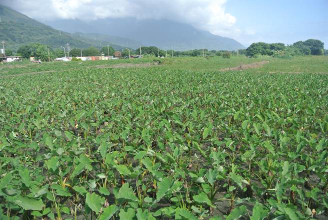 花莲吉安乡芋头种植面积约160公倾，占全台5分之1，目前是生长旺盛期，是叶子最大的时候。（罗亦晽摄）