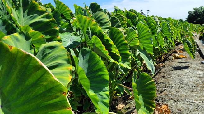 花莲吉安芋头多数已达到8分熟，再1个月就可以进入採收期，随烟花颱风将至，农民还在观察是否要进行砍叶等动作防颱。（民眾提供／罗亦晽花莲传真）