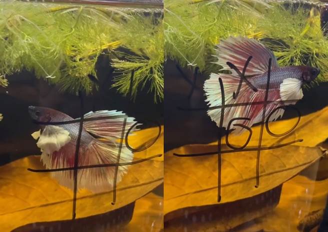 國外一名飼和家中寵物魚玩起眾人熟悉的井字遊戲，結局震撼280萬網友。（圖片翻攝自抖音/@bettakiki）