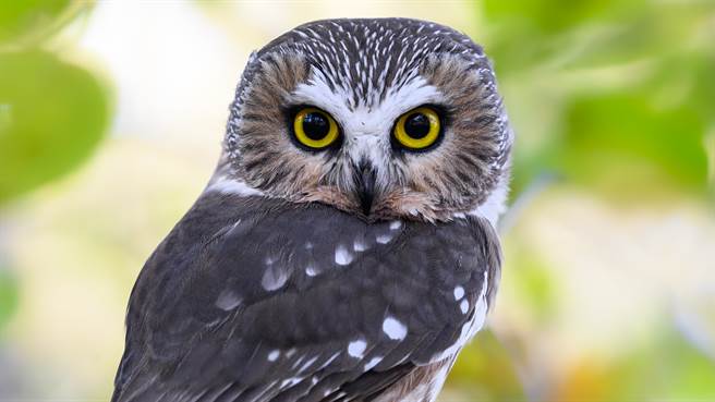 美國一隻貓頭鷹日前被民眾發現疑似受困飛不動，救難人員抵達現場才發現牠腳上竟卡了一隻烏龜。圖片為示意圖。（圖／shutterstock）