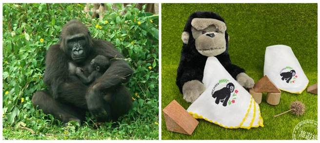 金刚猩猩「二宝」命名 Ringo或Kijani让您选，有好礼！（图／台北市立动物园提供）
