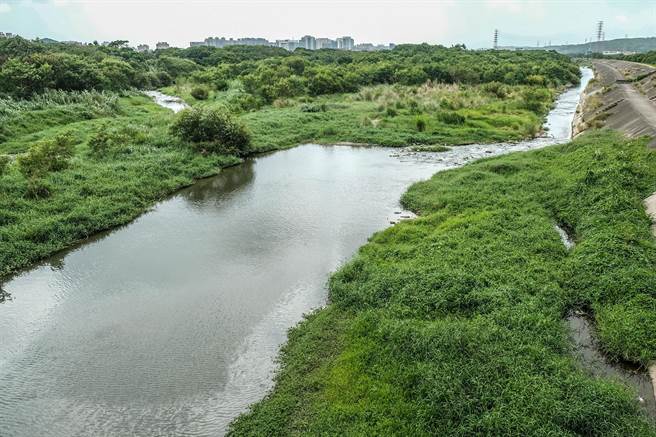 凤山溪在新埔褒忠桥以下的河床，杂草杂木成「森林」，河道缩成一小条。（罗浚滨摄）  
