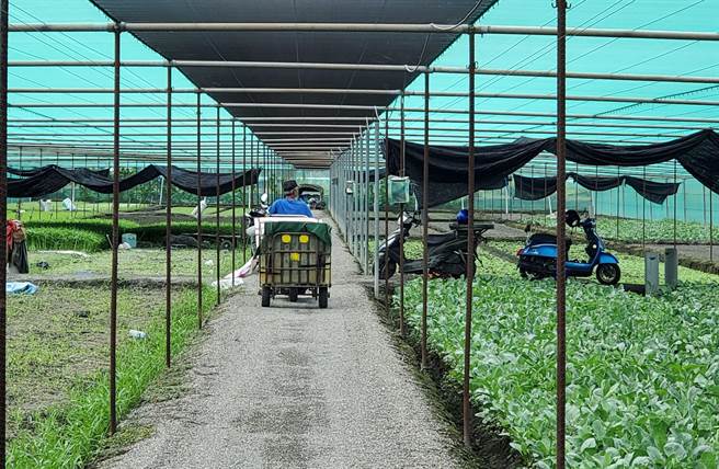 烟花颱风可能侵袭台湾北部，近２天云林县产地菜价小涨1成，不过上周菜价已上上周跌一成，目前只能算是回稳。（周丽兰摄）