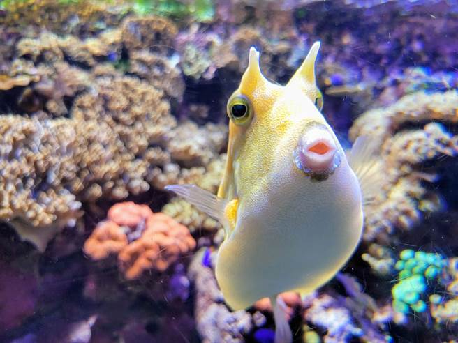 美国珊瑚恢復基金会意外捕捉到一只热情友好的牛角鱼，不断对着镜头狂亲猛撞的画面，超萌举动融化无数网友。（示意图／达志影像）