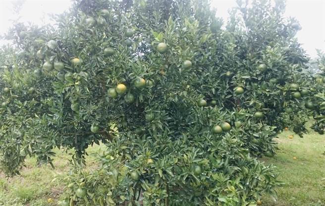 烟花颱风逐渐逼近臺湾，云林县府呼吁正值开花期或果实发育期的水果，应加强果园排水及植株、枝干架设支柱等措施。（云林县府提供）