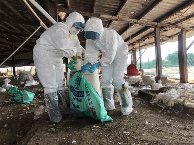 印度通报该国首例人类感染H5N1后不幸死亡的案例。图为嘉义县政府扑杀感染禽流感的肉鹅。（图／嘉义县政府提供）