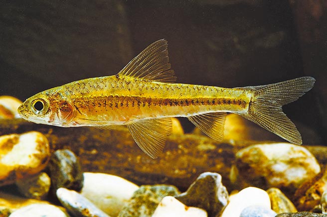 巴氏銀鮈瀕臨絕種，保育刻不容緩。（南投林管處提供／廖志晃南投傳真）