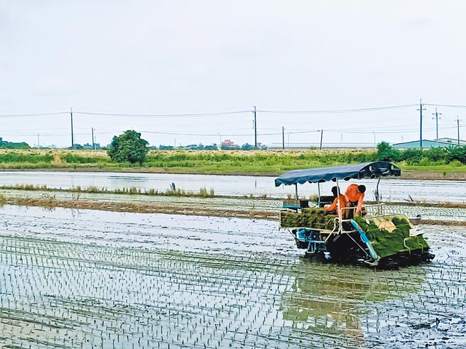 今年嘉南二期稻作恢復供灌，农民陆续进行插秧作业，因应颱风来袭，也将加强巡田并适时排水。（张毓翎摄）