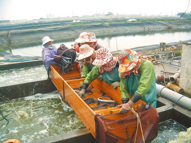 颱风逼近云林沿海降雨，鳗鱼养殖业者加强防颱。（读者提供／张朝欣云林传真）