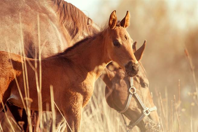19岁男子日前闯入马术场性侵一只母马，过程全被监视器拍摄下来。（示意图／达志影像）