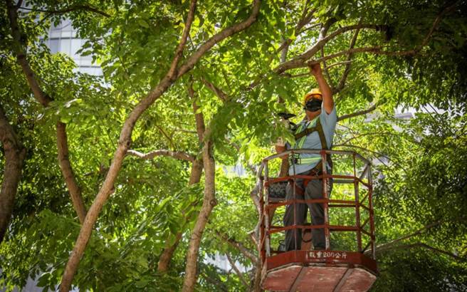 新北市绿美化环境景观处已完成汛期前修剪及整备工作。(新北市绿美化环境景观处提供)