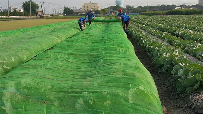 烟花颱風進逼台灣，台中市農業局提醒農民提早防範。（台中市農業局提供／王文吉台中傳真）