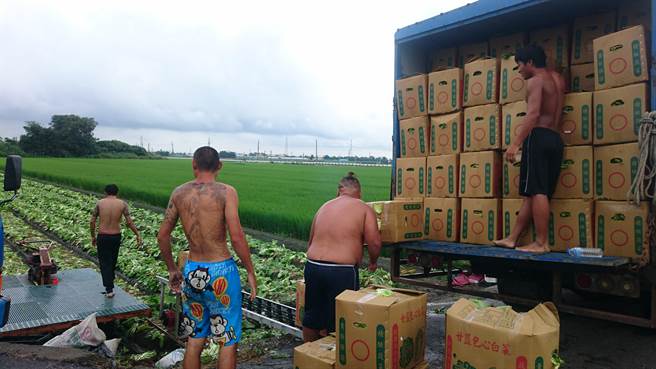 台中市農業局提醒農友，搶收蔬果仍需遵守施藥後安全採收期規定。（台中市農業局提供／王文吉台中傳真）