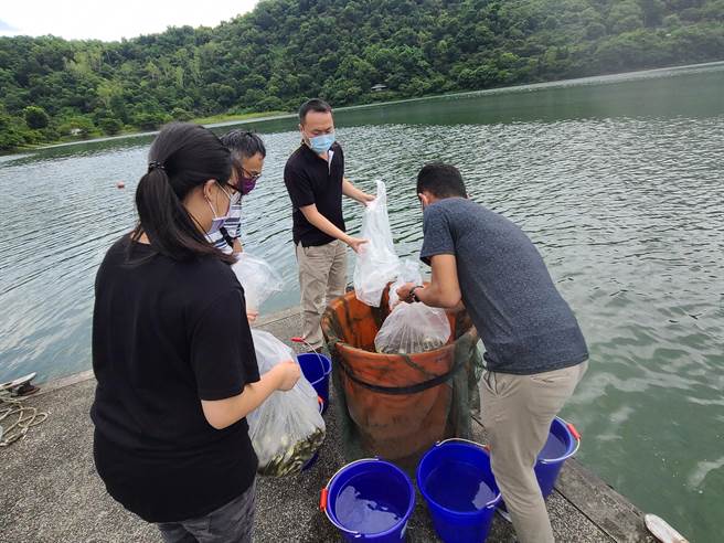 纵管处这几年流放超过6000尾原生种的黑鲢、白鲢，对改善水质成效不错，今天上午再流放白鲢3千尾。（纵管处提供／王志伟花莲传真）