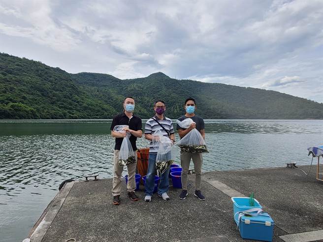 今再流放白鲢3千尾，鱼苗放流前均已进行细菌寄生虫检验，并选购3寸约8公分鱼苗以防沦为其他大鱼猎物。（纵管处提供／王志伟花莲传真）
