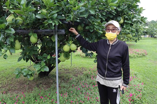 烟花颱风来袭，麻豆柚农加强防颱措施。（刘秀芬摄）