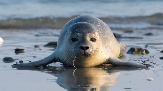 英国一名女屋主日前在家中花园整理园艺时，突然发现一只海豹出现在草皮上晒太阳。图片为示意图。（图／shutterstock）