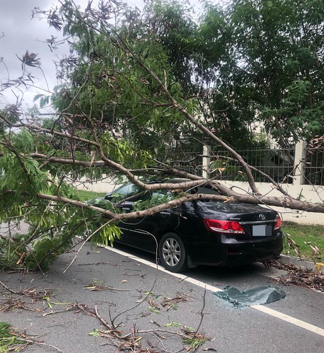 台南市民权路4段今日上午传出有行道树不堪强风吹袭倒塌，压到停放路边车辆，车辆玻璃碎一地。(台南市工务局提供／曹婷婷台南传真)