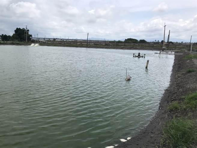 该对鸳鸯贼是夫妻，平日以偷窃维生，22日清晨跑到九如乡大坵村一处养虾区准备要偷电线。（谢佳潾摄）