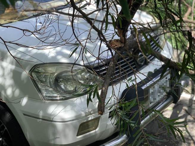 中度颱风烟花还没未接近台湾，台中市西屯区就传出有树木遭强风吹倒意外。（民眾提供）