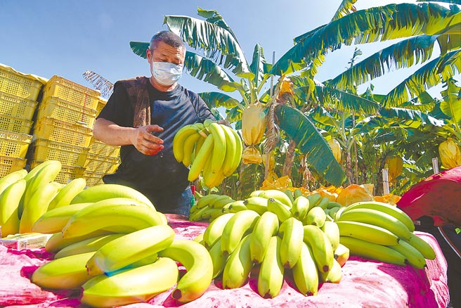 颱风逼近，台东蕉农趁着天晴抢收香蕉。（庄哲权摄）