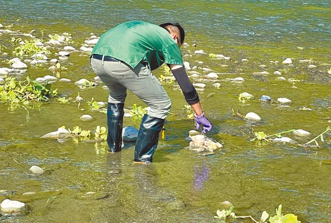 秀姑峦溪被发现遭人丢弃死鸭，县府农业处动植物防疫所兽医到场採样。（花莲县府提供／王志伟花莲传真）