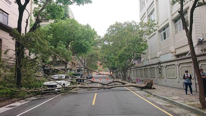台南市一所高中校外的人行道路樹應聲倒塌。（程炳璋攝）