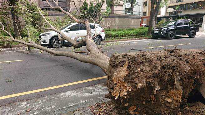 種植在人行道的校樹倒他橫越馬路，擊中路旁的汽車。（程炳璋攝）
