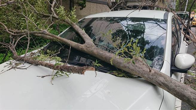 汽車擋風玻璃遭路樹擊中碎裂。（程炳璋攝）