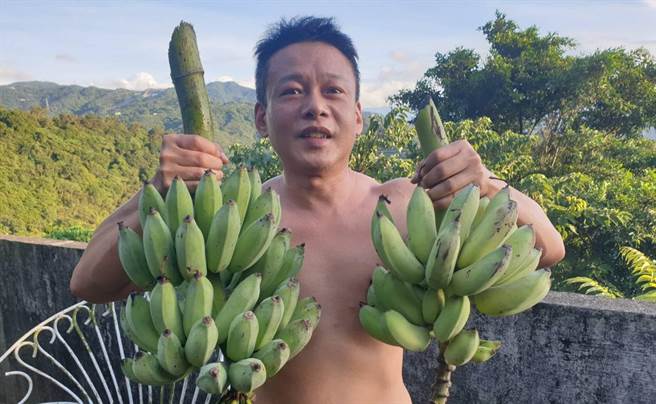 李康生大热天挥汗採收芭蕉，享受乡居生活。（翻摄自李康生脸书）