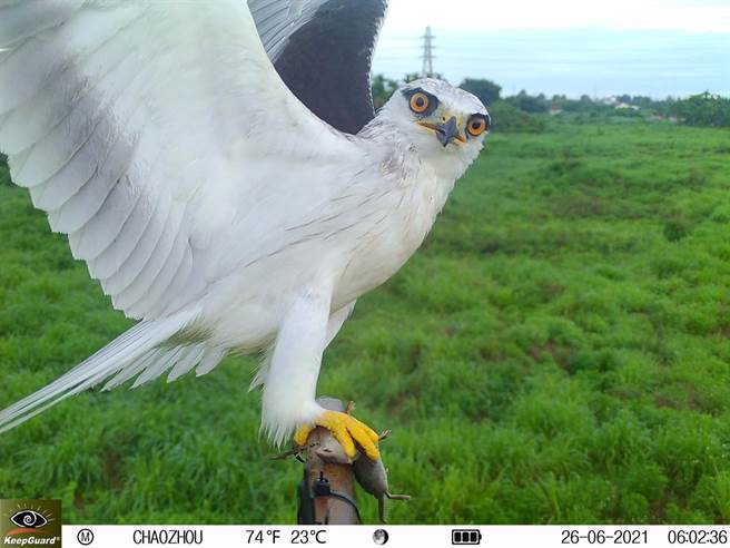 潮州镇公所不再提供老鼠药，改与屏科大合作搭栖架，藉天敌法则为农友解困，同时也有效復育猛禽。（屏科大提供／谢佳潾屏东传真）