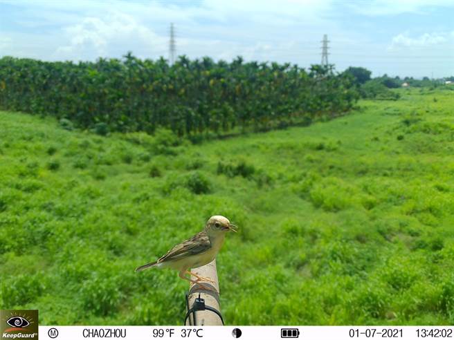 潮州镇公所不再提供老鼠药，改与屏科大合作搭栖架，藉天敌法则为农友解困，同时也有效復育猛禽。（屏科大提供／谢佳潾屏东传真）
