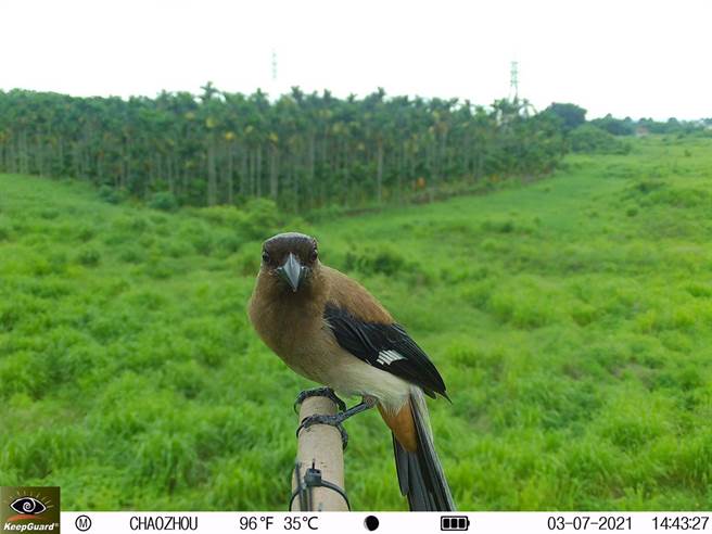 潮州镇公所不再提供老鼠药，改与屏科大合作搭栖架，藉天敌法则为农友解困，同时也有效復育猛禽。（屏科大提供／谢佳潾屏东传真）