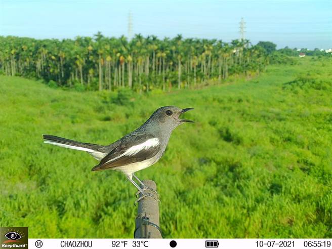 潮州镇公所不再提供老鼠药，改与屏科大合作搭栖架，藉天敌法则为农友解困，同时也有效復育猛禽。（屏科大提供／谢佳潾屏东传真）