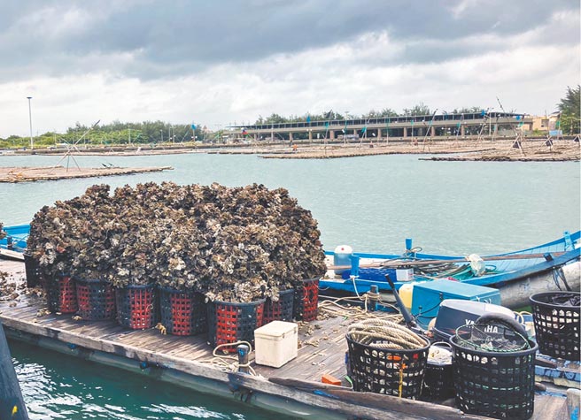 烟花颱风来袭，嘉义县东石乡蚵农昨天将蚵棚拖进港避风，也将部分牡蛎收成入港。（张建成提供／张亦惠嘉县传真）