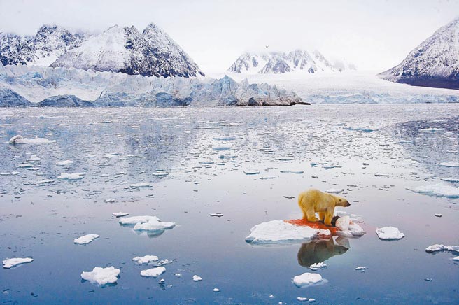 挪威北部斯瓦尔巴德群岛附近一块浮冰上，一只北极熊正在进食。由于全球气候变暖，当地积冰正快速溶化。专家警告，人类若再不採取切实有效的减排行动，地球气温将不断升高，极端气候也将越来越频繁。（新华社资料照片）