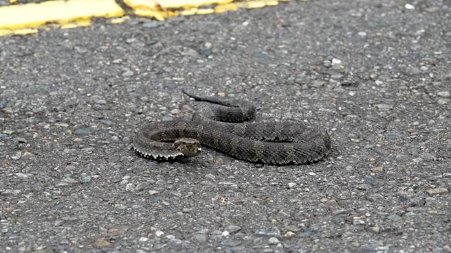 近期造访园区也有许多巧遇野生动物的机会，玉管处表示，目前到玉山的塔塔加地区距离公路不远处就有机会可以见到等各式野生动物，求其蛇类是常遭到路杀物种，图为菊池氏龟壳花。（玉管处提供／陈淑芬台中传真）