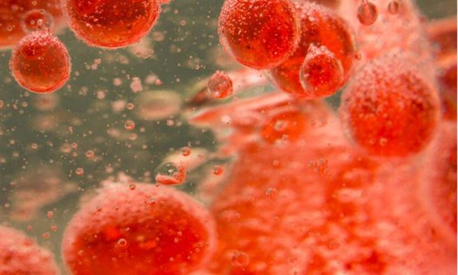 研究证实，虾红素抗氧化效果可能有维持血管健康、降胆固醇的好处。(图片来源 / Shutterstock）