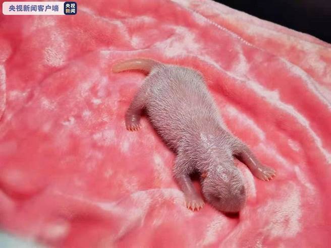 成都猫熊「昭美」昨晚顺利产下一只雌性猫熊。（央视新闻截图）
