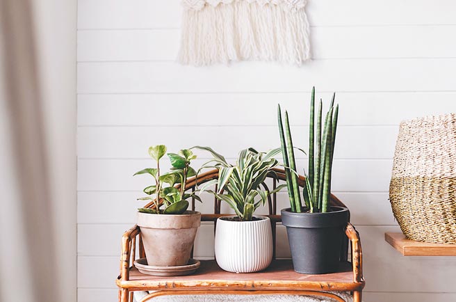 房屋降温秘诀，摆设换季，让房屋降温又能当网美。（21世纪不动产提供）