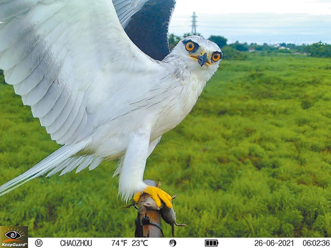 屏东潮州镇公所不再提供老鼠药，改与屏科大合作搭栖架，藉天敌法则为农友解困，同时也有效復育猛禽。（屏科大提供／谢佳潾屏东传真）