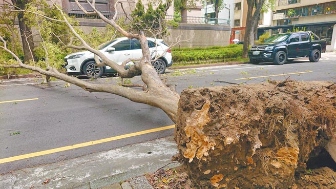 种植在家齐高中校园外人行道的路树倒塌横越马路击中路旁汽车。（程炳璋摄）