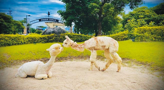 绿舞国际观光饭店「绿舞森友会」有大人小孩都爱的萌宠—羊驼。（绿舞国际观光饭店提供）