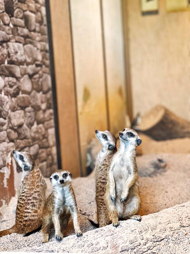 绿舞国际观光饭店「绿舞森友会」有可爱讨喜的狐獴。（绿舞国际观光饭店提供）