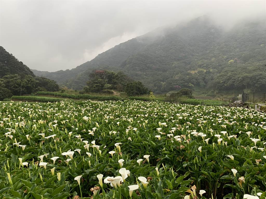陽明山是台北市民的後花園，是最大的都市之肺，如今這塊｢綠肺｣竟被財團看中，打算開發成豪宅區，引進近兩萬人口，引發輿論爭議。(圖/高德順)