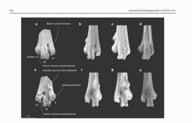 台湾有恐龙化石？科学另类发现（爱传媒提供）